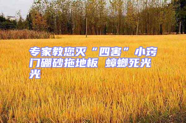 專家教您滅“四害”小竅門硼砂拖地板 蟑螂死光光