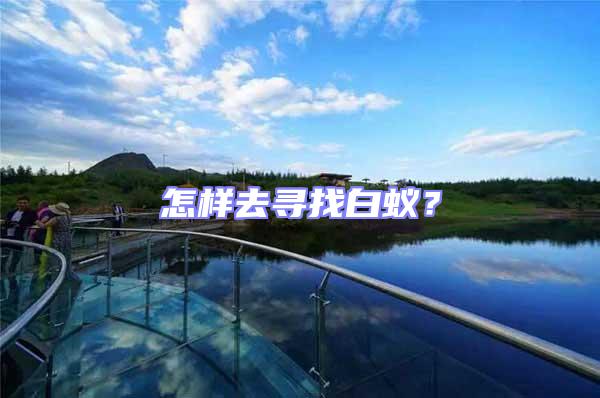 怎樣去尋找白蟻？