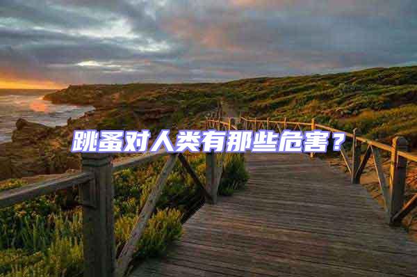 跳蚤對(duì)人類有那些危害？