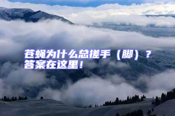 蒼蠅為什么總搓手（腳）？答案在這里！