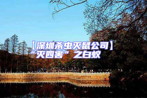 【深圳殺蟲滅鼠公司】“滅四害”之白蟻