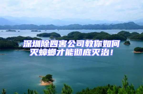 深圳除四害公司教你如何滅蟑螂才能徹底滅治！