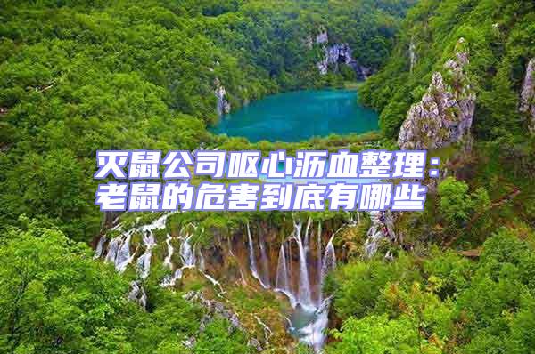 滅鼠公司嘔心瀝血整理：老鼠的危害到底有哪些