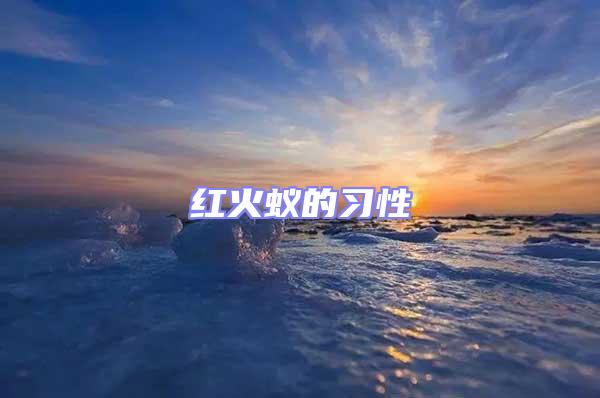紅火蟻的習(xí)性