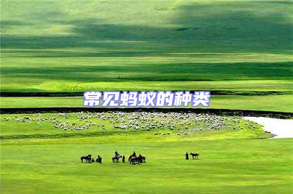 常見(jiàn)螞蟻的種類