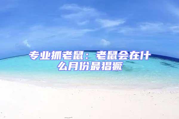 專業抓老鼠：老鼠會在什么月份最猖獗