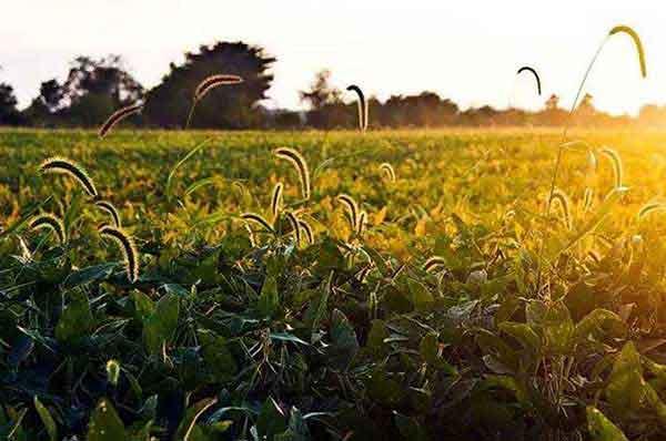 殺蟲公司如何徹底消滅臭蟲？