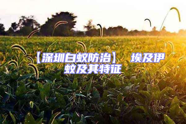 【深圳白蟻防治】 埃及伊蚊及其特征