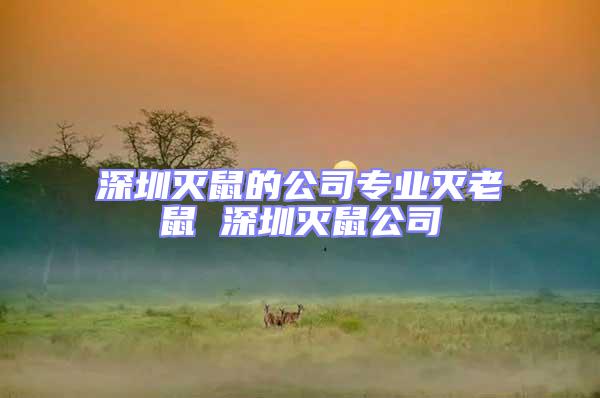 深圳滅鼠的公司專業滅老鼠 深圳滅鼠公司