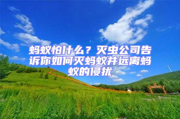 螞蟻怕什么？滅蟲公司告訴你如何滅螞蟻并遠(yuǎn)離螞蟻的侵?jǐn)_