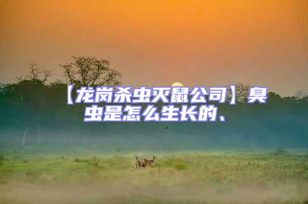 【龍崗殺蟲滅鼠公司】臭蟲是怎么生長的、