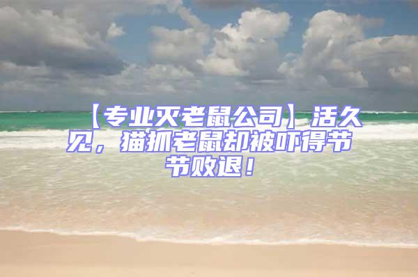 【專業(yè)滅老鼠公司】活久見，貓抓老鼠卻被嚇得節(jié)節(jié)敗退！
