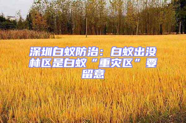 深圳白蟻防治：白蟻出沒林區是白蟻“重災區”要留意