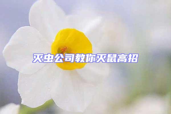 滅蟲公司教你滅鼠高招