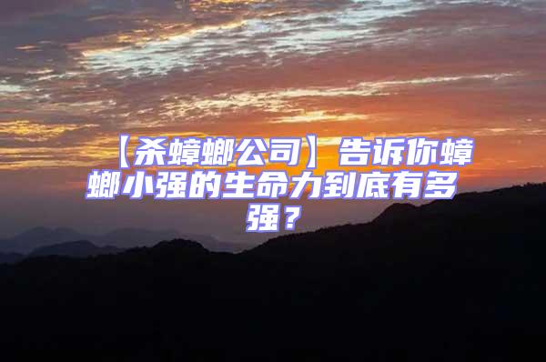 【殺蟑螂公司】告訴你蟑螂小強的生命力到底有多強？