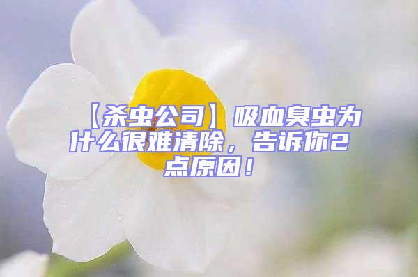 【殺蟲公司】吸血臭蟲為什么很難清除，告訴你2點(diǎn)原因！