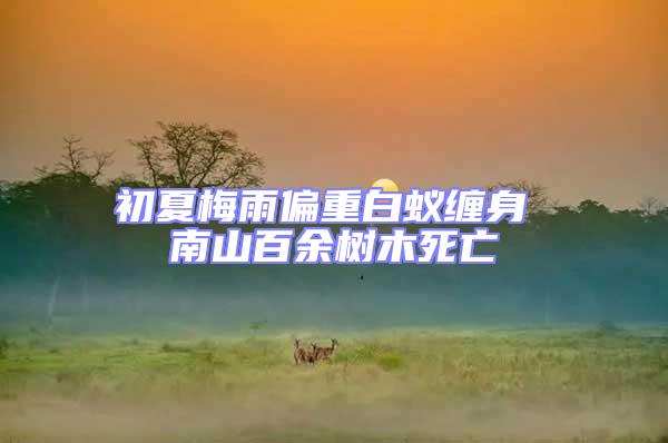 初夏梅雨偏重白蟻纏身 南山百余樹(shù)木死亡