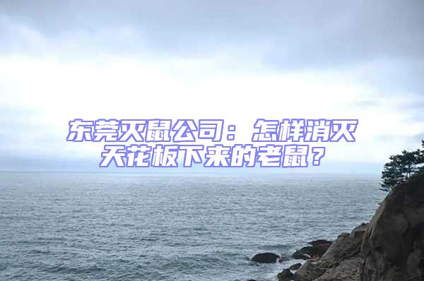 東莞滅鼠公司：怎樣消滅天花板下來的老鼠？