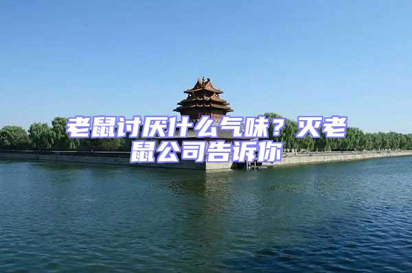 老鼠討厭什么氣味？滅老鼠公司告訴你