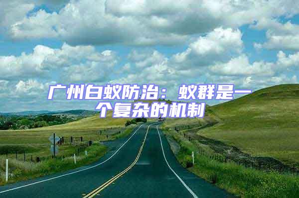 廣州白蟻防治：蟻群是一個復(fù)雜的機(jī)制