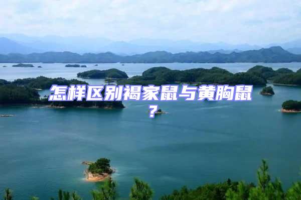 怎樣區別褐家鼠與黃胸鼠？