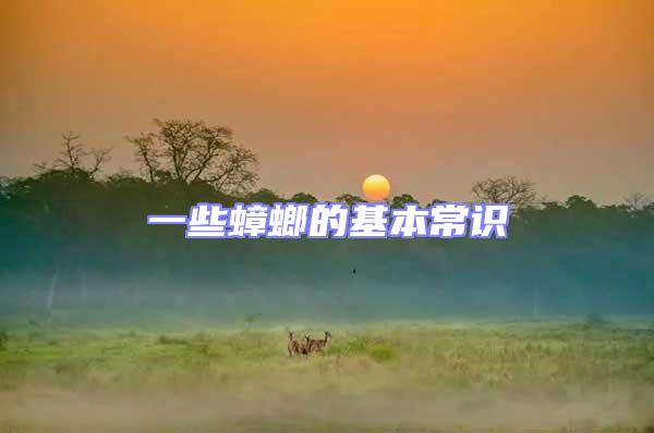 一些蟑螂的基本常識