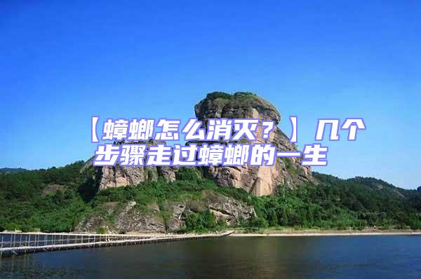 【蟑螂怎么消滅？】幾個步驟走過蟑螂的一生