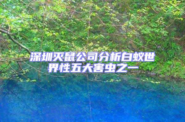 深圳滅鼠公司分析白蟻世界性五大害蟲(chóng)之一