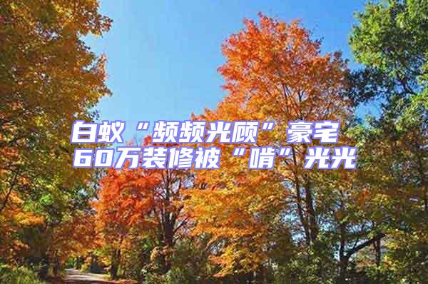 白蟻“頻頻光顧”豪宅 60萬裝修被“啃”光光