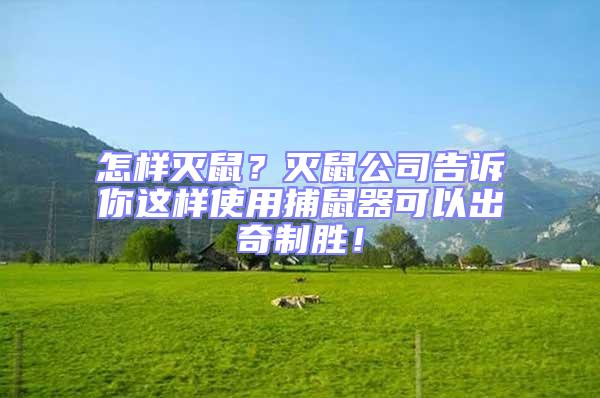 怎樣滅鼠？滅鼠公司告訴你這樣使用捕鼠器可以出奇制勝！