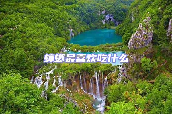 蟑螂最喜歡吃什么