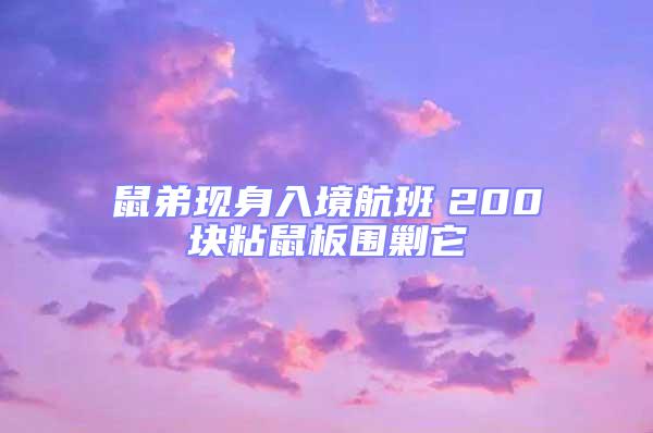 鼠弟現身入境航班　200塊粘鼠板圍剿它
