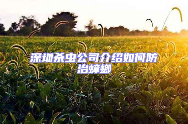 深圳殺蟲(chóng)公司介紹如何防治蟑螂