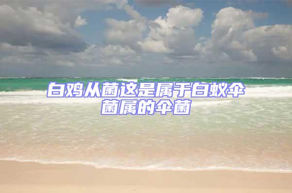 白雞從菌這是屬于白蟻傘菌屬的傘菌