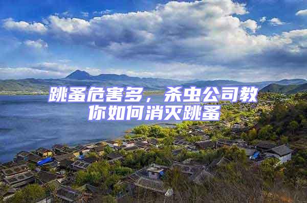 跳蚤危害多，殺蟲公司教你如何消滅跳蚤