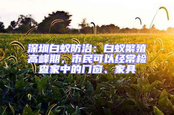 深圳白蟻防治：白蟻繁殖高峰期，市民可以經常檢查家中的門窗、家具