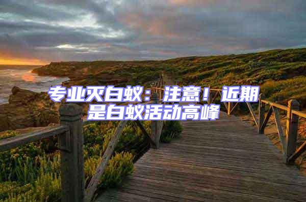 專業滅白蟻：注意！近期是白蟻活動高峰