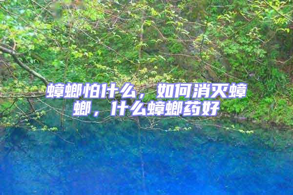 蟑螂怕什么，如何消滅蟑螂，什么蟑螂藥好