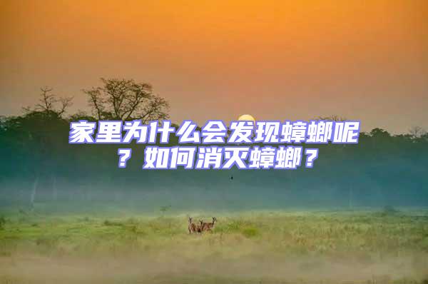 家里為什么會發現蟑螂呢？如何消滅蟑螂？