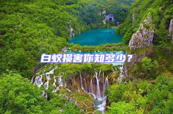 白蟻損害你知多少？