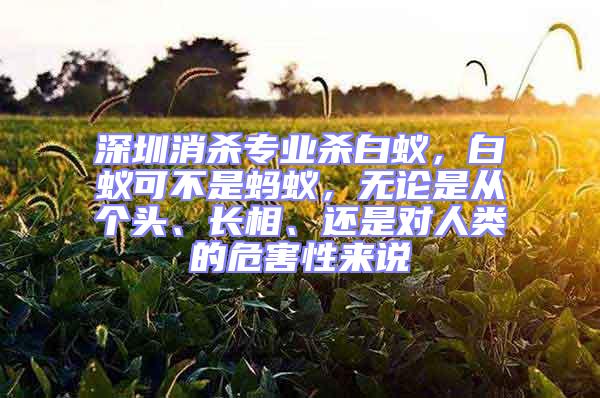 深圳消殺專業(yè)殺白蟻，白蟻可不是螞蟻，無論是從個頭、長相、還是對人類的危害性來說