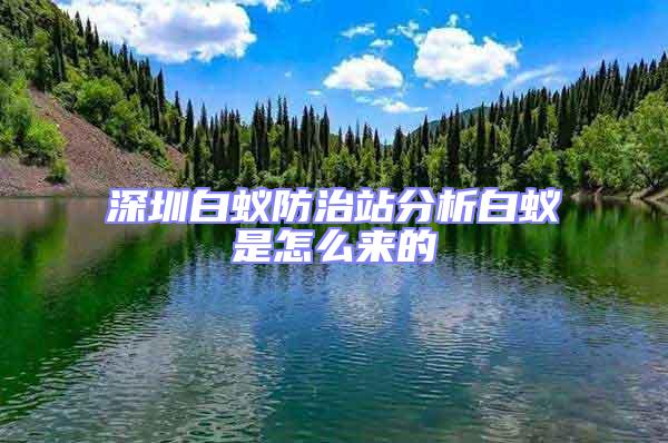 深圳白蟻防治站分析白蟻是怎么來(lái)的