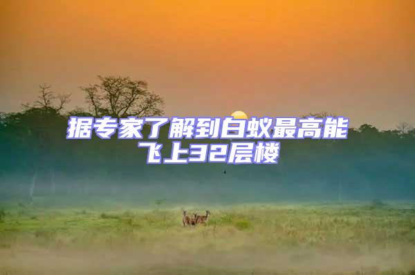 據專家了解到白蟻最高能飛上32層樓