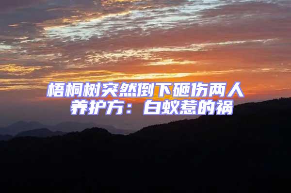 梧桐樹突然倒下砸傷兩人 養護方：白蟻惹的禍