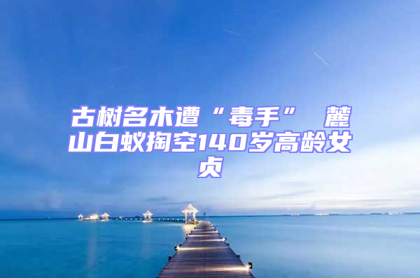 古樹(shù)名木遭“毒手” 麓山白蟻掏空140歲高齡女貞