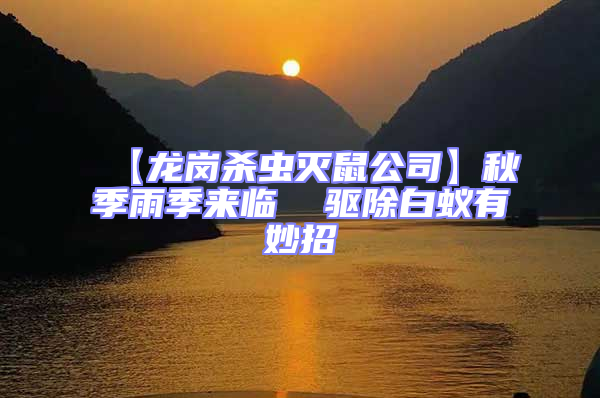 【龍崗殺蟲滅鼠公司】秋季雨季來臨  驅除白蟻有妙招