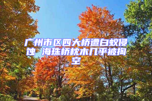 廣州市區四大橋遭白蟻侵蝕 海珠橋枕木幾乎被掏空