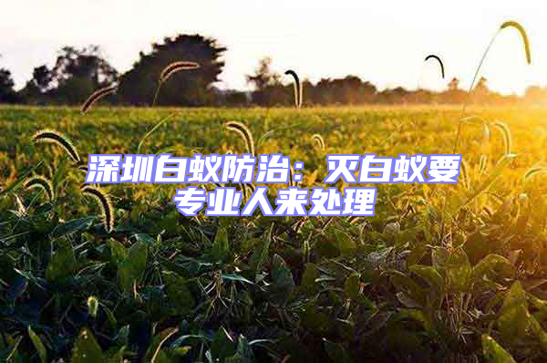 深圳白蟻防治：滅白蟻要專業(yè)人來(lái)處理