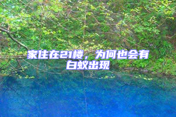 家住在21樓，為何也會有白蟻出現