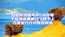 白蟻防治每年4—6月每個成熟老巢都分飛成千上萬甚至幾萬只有翅成蟲